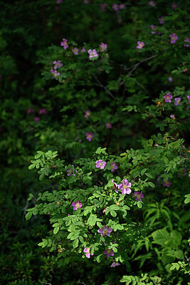 BUITEN BEELD Foto: 446138