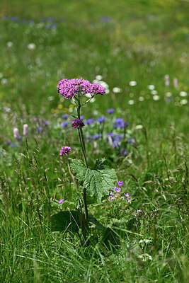 BUITEN BEELD Foto: 446140