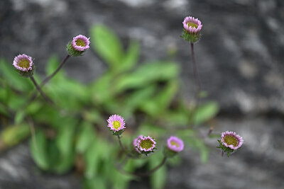 BUITEN BEELD Foto: 446141