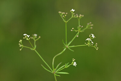 BUITEN BEELD Foto: 446146