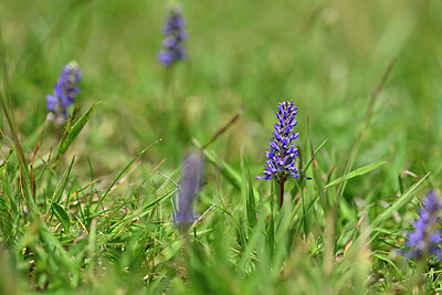 BUITEN BEELD Foto: 446148