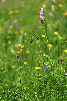 BUITEN BEELD Foto: 446157