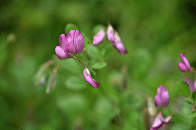 BUITEN BEELD Foto: 446160