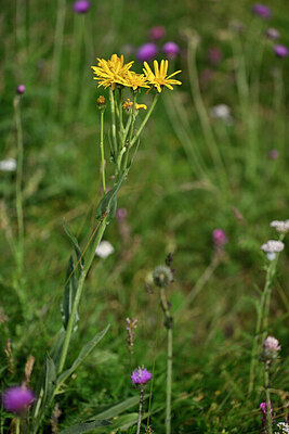 BUITEN BEELD Foto: 446161