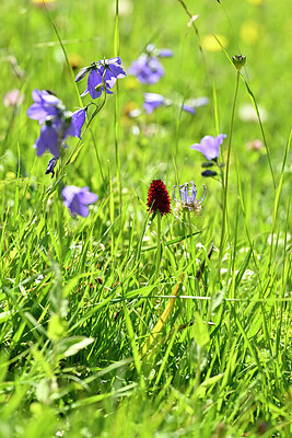 BUITEN BEELD Foto: 446168