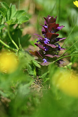 BUITEN BEELD Foto: 446170
