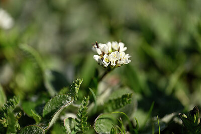 BUITEN BEELD Foto: 446171