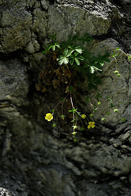 BUITEN BEELD Foto: 446172