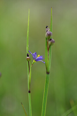 BUITEN BEELD Foto: 446179