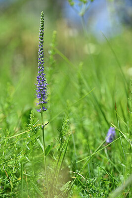 BUITEN BEELD Foto: 446186