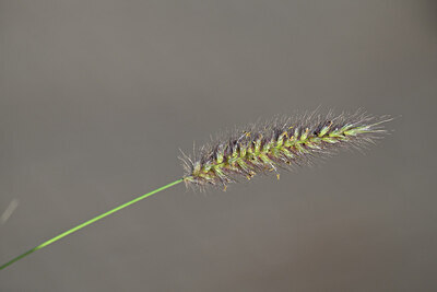 BUITEN BEELD Foto: 446187