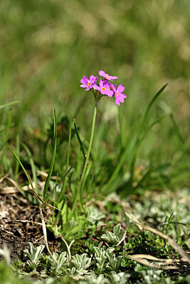 BUITEN BEELD Foto: 446191