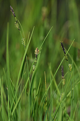 BUITEN BEELD Foto: 446196