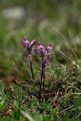 BUITEN BEELD Foto: 446202