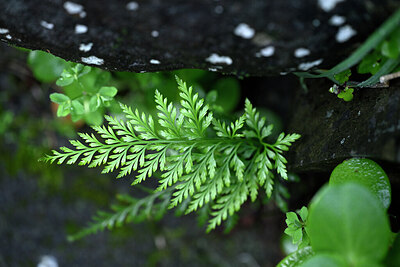 BUITEN BEELD Foto: 446205