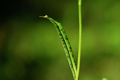 BUITEN BEELD Foto: 446207
