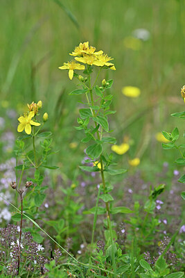 BUITEN BEELD Foto: 446209