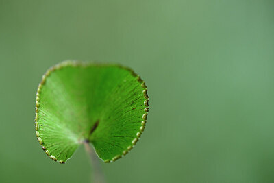 BUITEN BEELD Foto: 446215