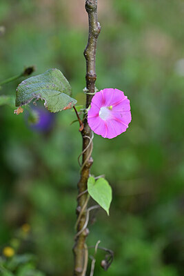 BUITEN BEELD Foto: 446219