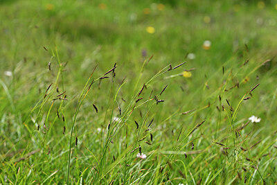 BUITEN BEELD Foto: 446220