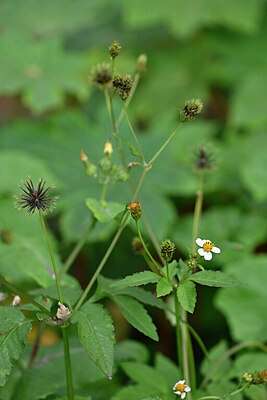 BUITEN BEELD Foto: 446222