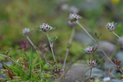 BUITEN BEELD Foto: 446224