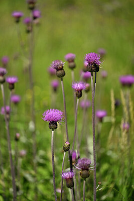 BUITEN BEELD Foto: 446225