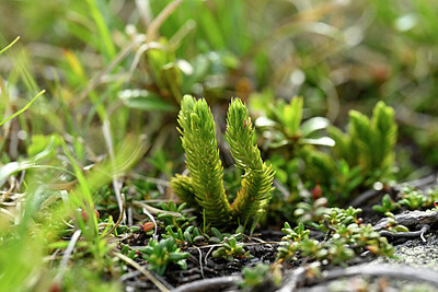 BUITEN BEELD Foto: 446228