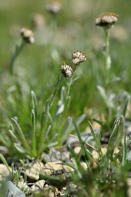 BUITEN BEELD Foto: 446230