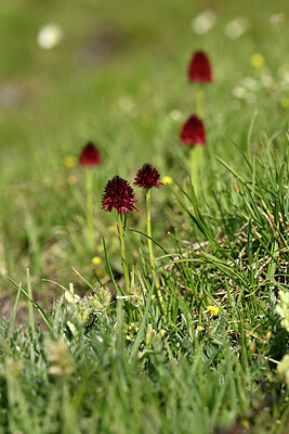 BUITEN BEELD Foto: 446231