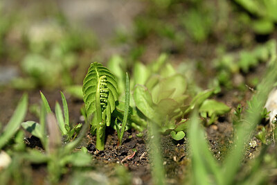 BUITEN BEELD Foto: 446233