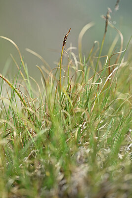 BUITEN BEELD Foto: 446238