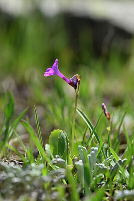 BUITEN BEELD Foto: 446243