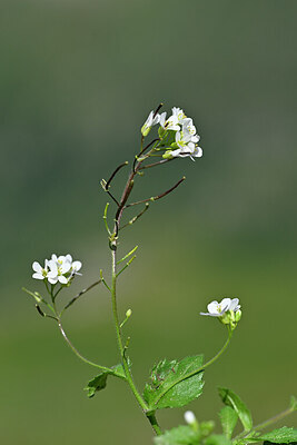 BUITEN BEELD Foto: 446245