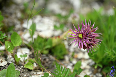 BUITEN BEELD Foto: 446246
