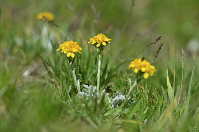 BUITEN BEELD Foto: 446247