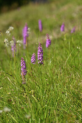 BUITEN BEELD Foto: 446250