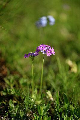 BUITEN BEELD Foto: 446254