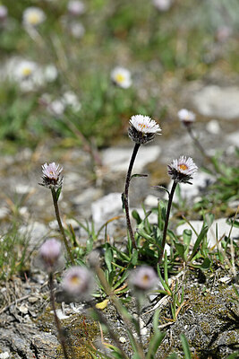BUITEN BEELD Foto: 446255