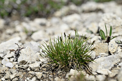 BUITEN BEELD Foto: 446257
