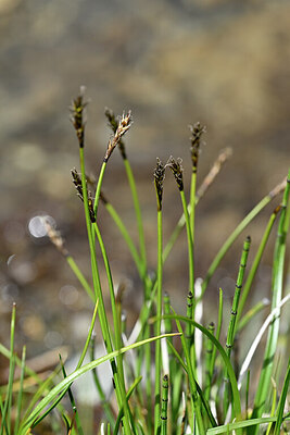 BUITEN BEELD Foto: 446258