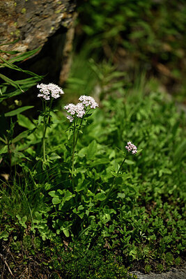 BUITEN BEELD Foto: 446259