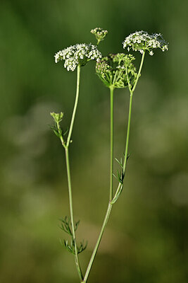BUITEN BEELD Foto: 446261