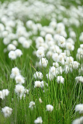 BUITEN BEELD Foto: 446263
