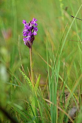 BUITEN BEELD Foto: 446264