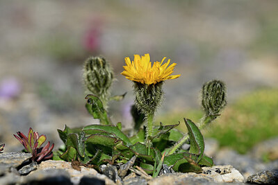 BUITEN BEELD Foto: 446265