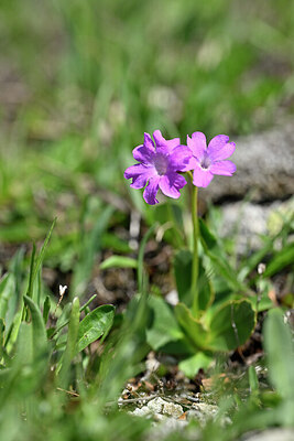 BUITEN BEELD Foto: 446268