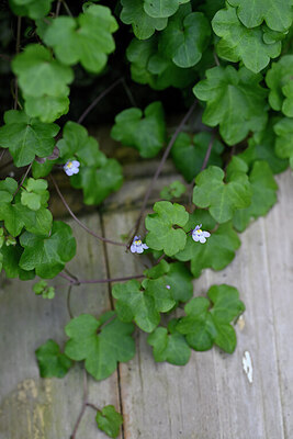 BUITEN BEELD Foto: 446270