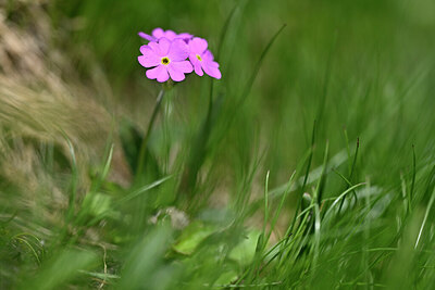 BUITEN BEELD Foto: 446271