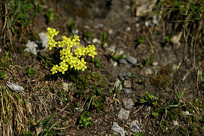 BUITEN BEELD Foto: 446272